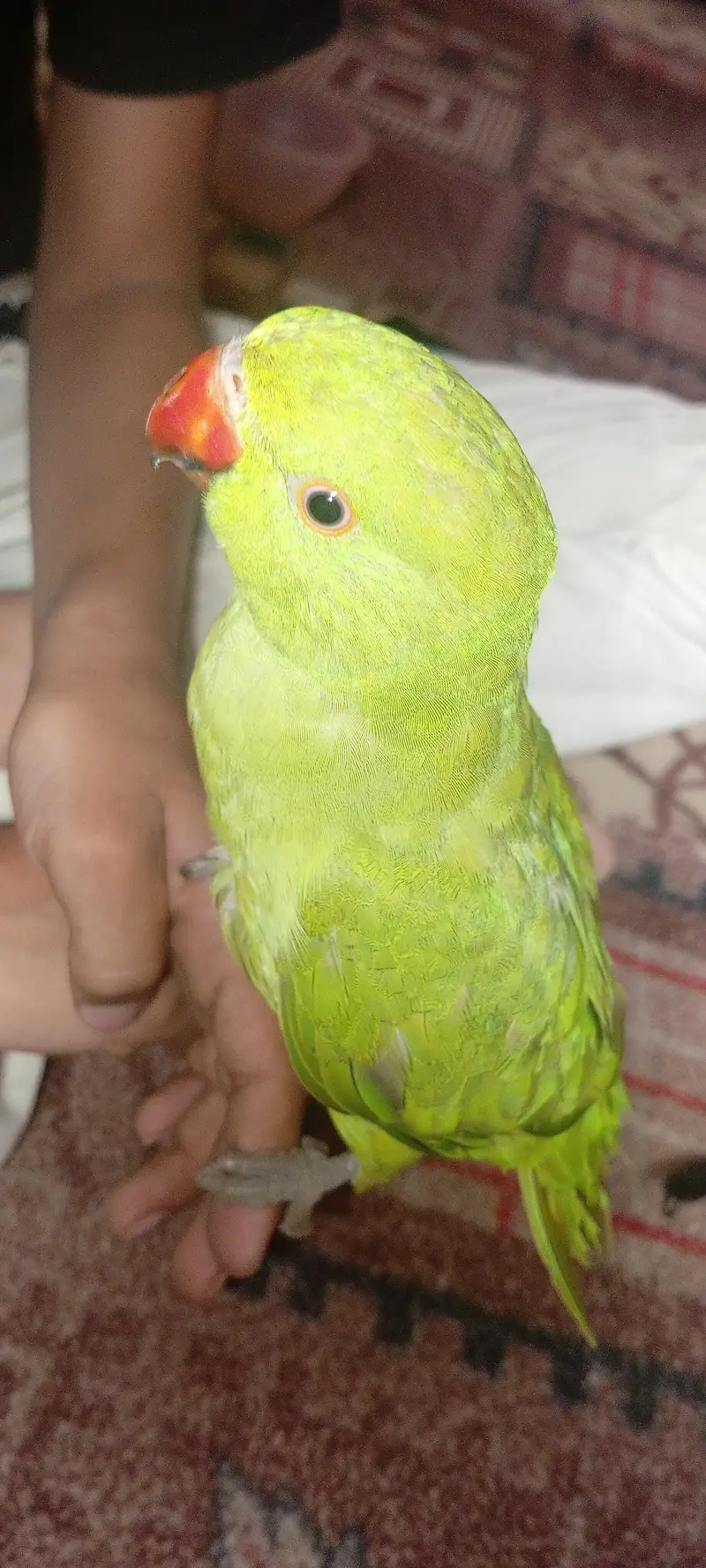 Green Ringneck Hand tamed Parrot For sale — photo 9