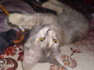 Persian Cat For Sale