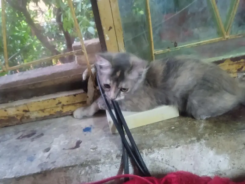 Persian Cat For Sale — photo 2