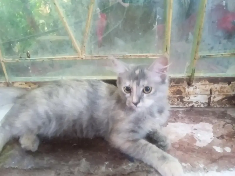 Persian Cat For Sale — photo 3