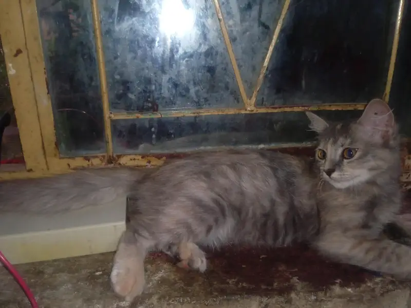 Persian Cat For Sale — photo 4