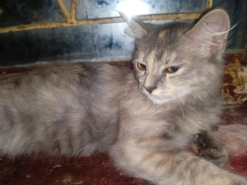 Persian Cat For Sale — photo 5