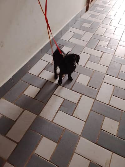 Labrador femail two and half month