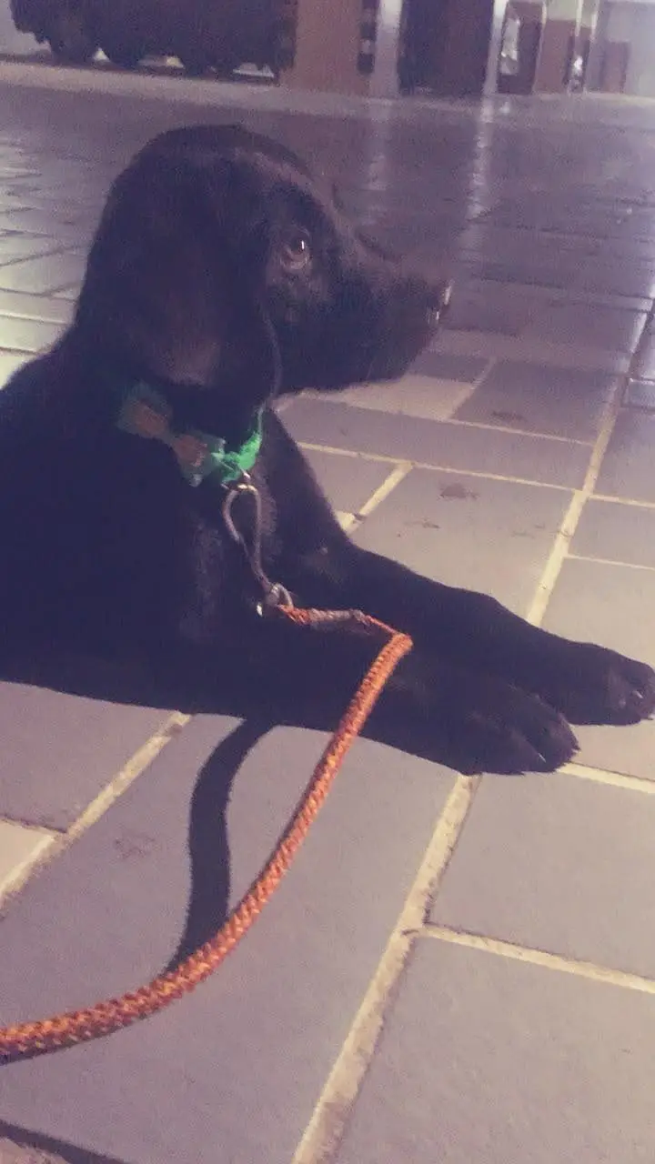 Labrador femail two and half month — photo 2