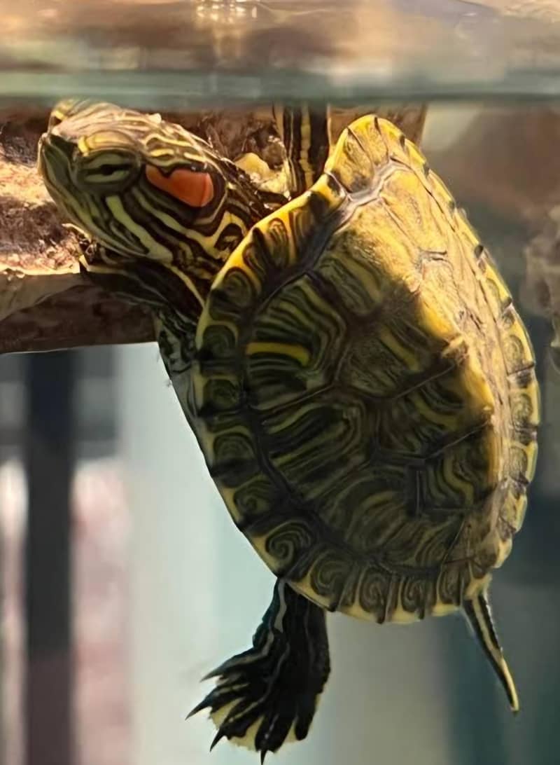 Turtles Red eared slider turtle 0