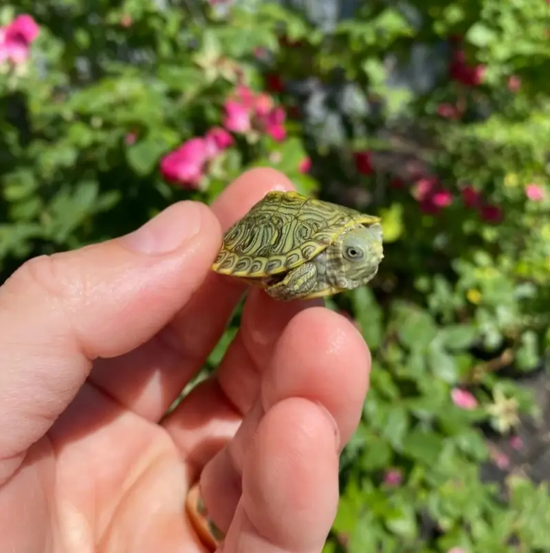 Turtles Red eared slider turtle — photo 2