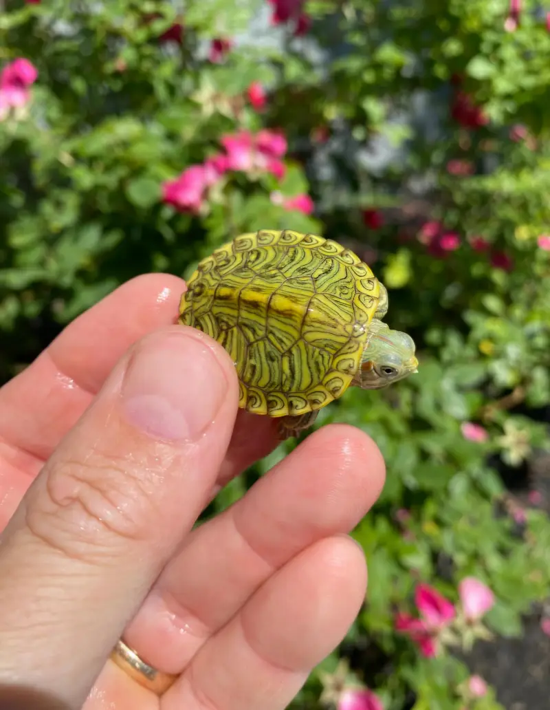 Turtles Red eared slider turtle — photo 3