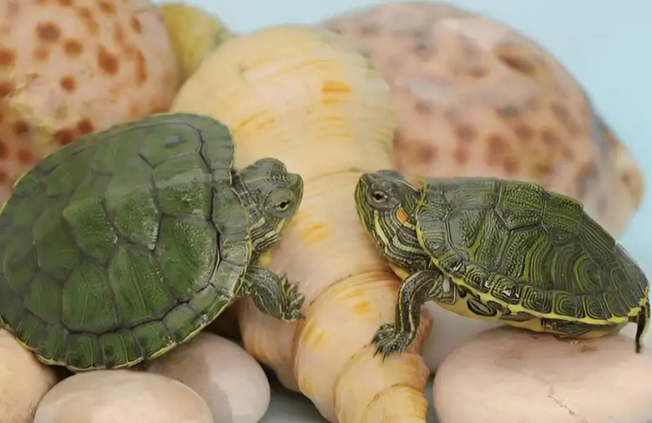 Turtles Red eared slider turtle — photo 4