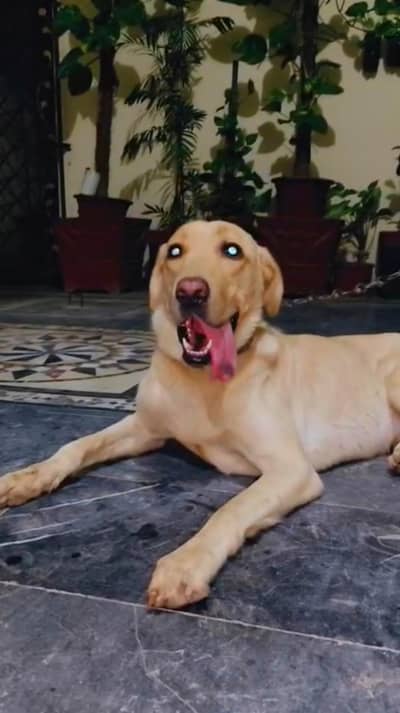 Labrador Retriever for sale