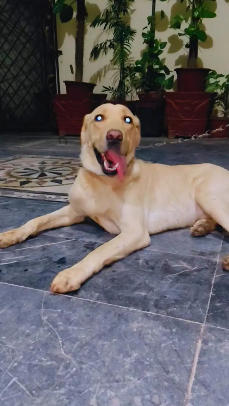Labrador Retriever for sale — photo 2