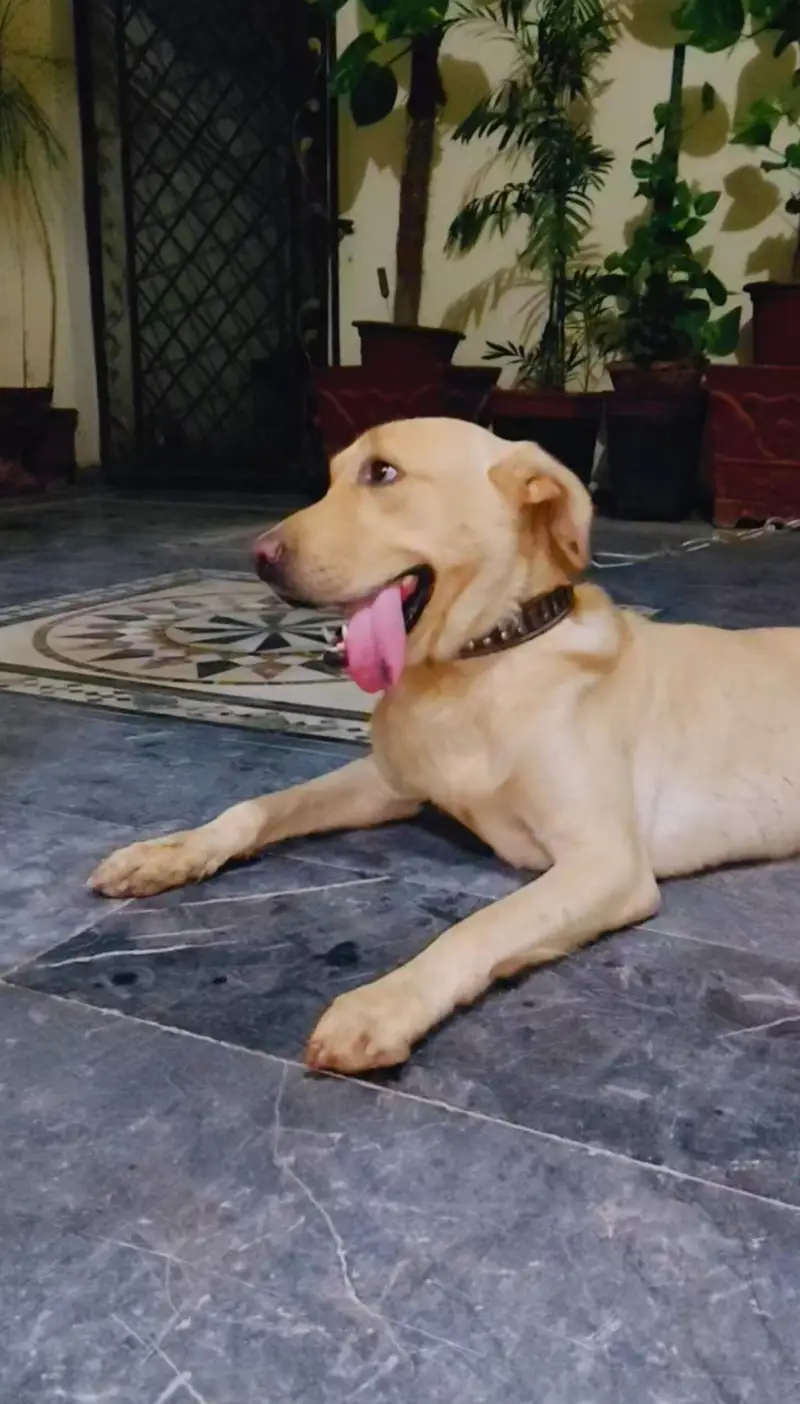 Labrador Retriever for sale — photo 3