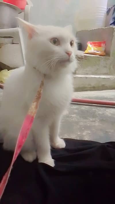 persian
