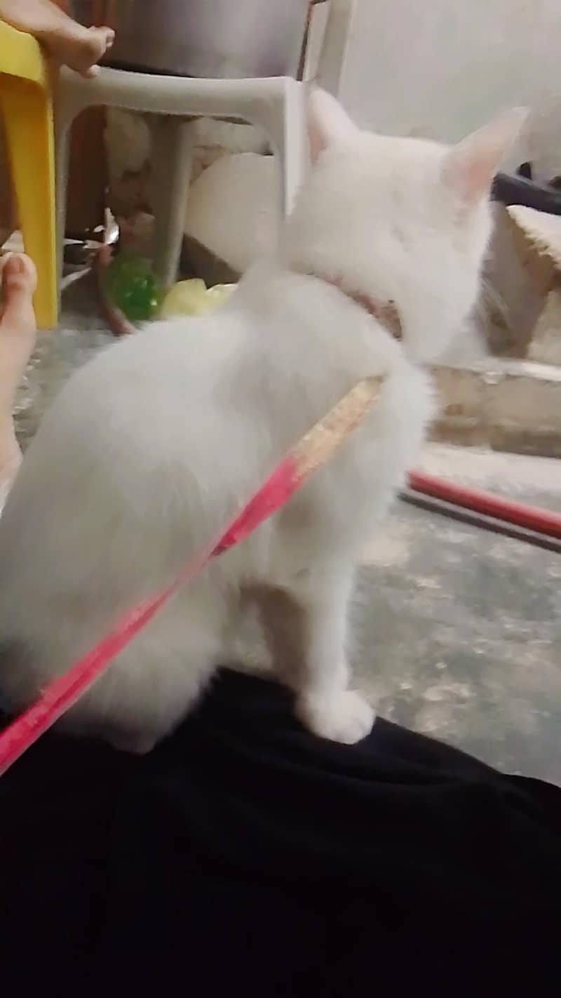persian 1