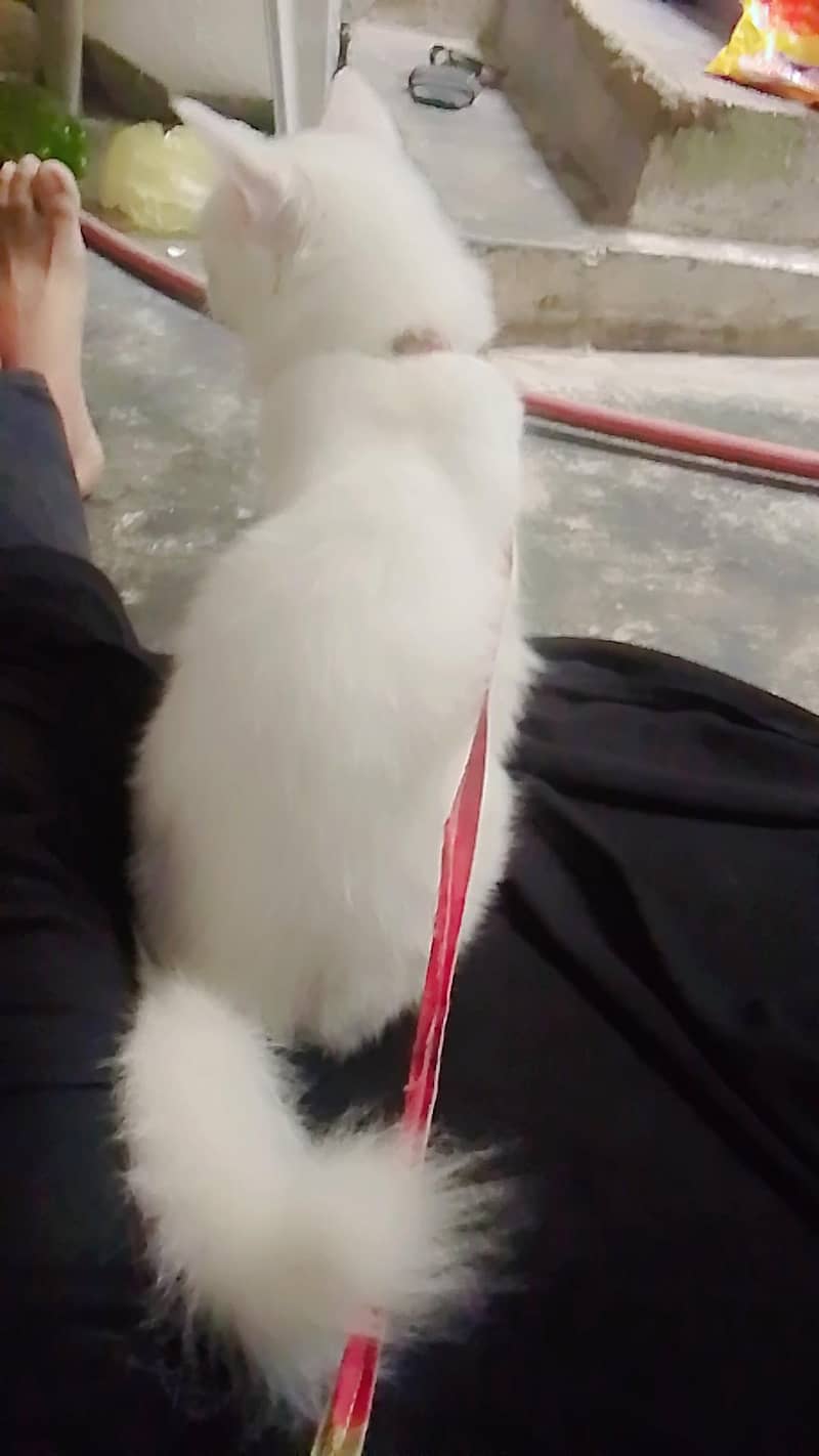 persian 2