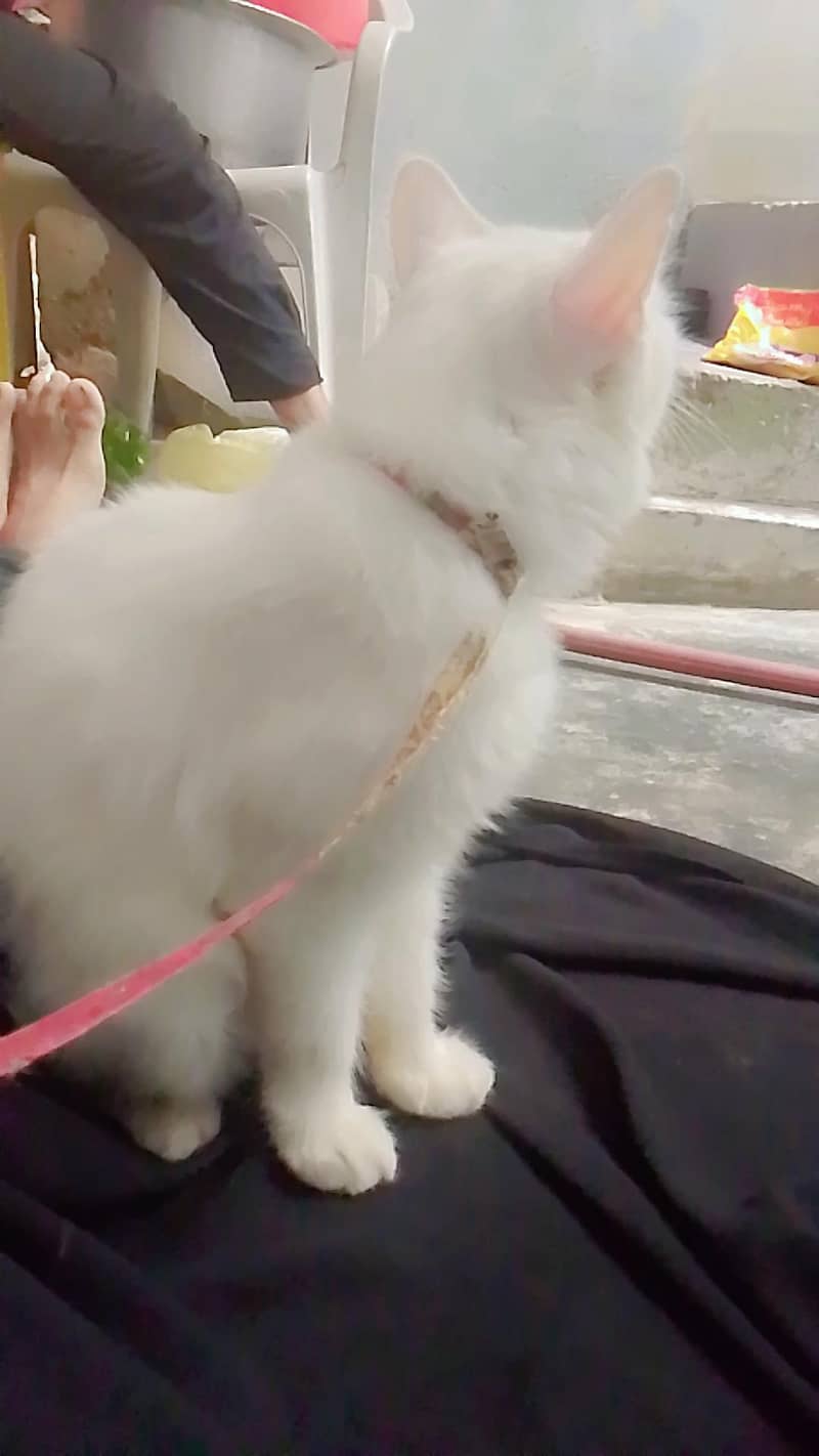 persian 3