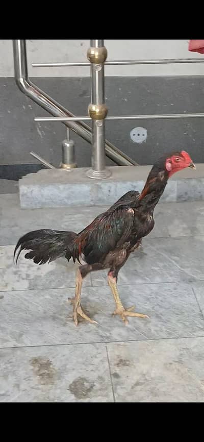 PANUS PAKOYA BAP KA GAME STYLE MIL JAYE GA