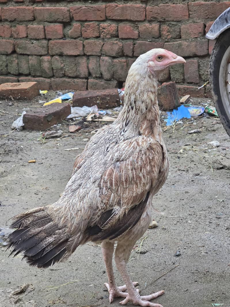 full ready for egg 1