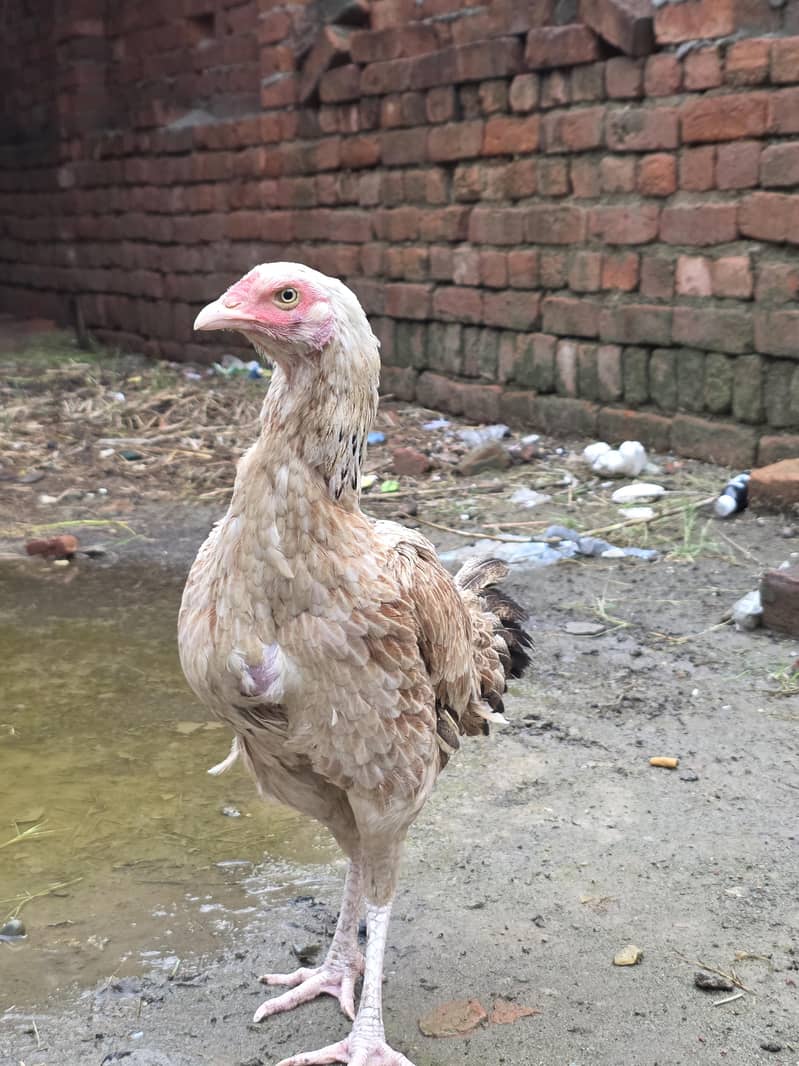 full ready for egg 2