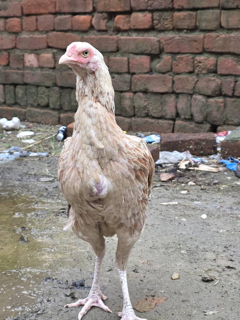 full ready for egg 3