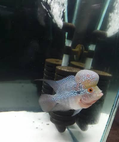 2 Feet Aquarium with 6"+ Short Body Flowerhorn for Sale