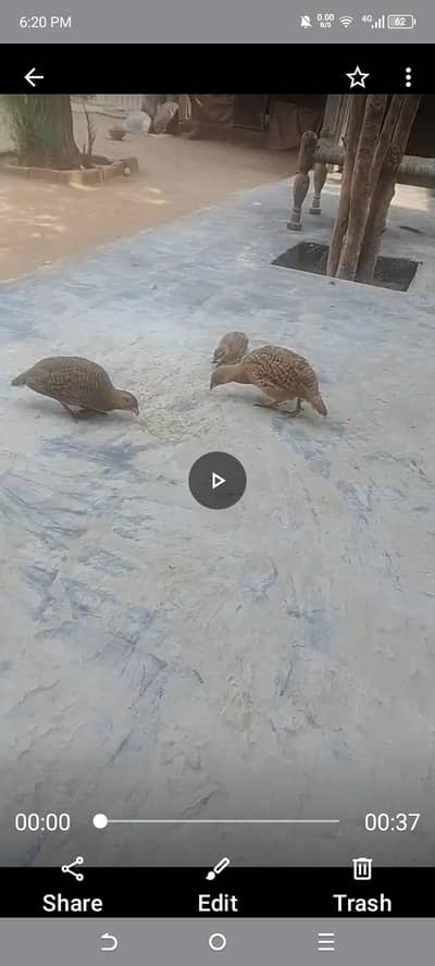 breader pair  3015059006