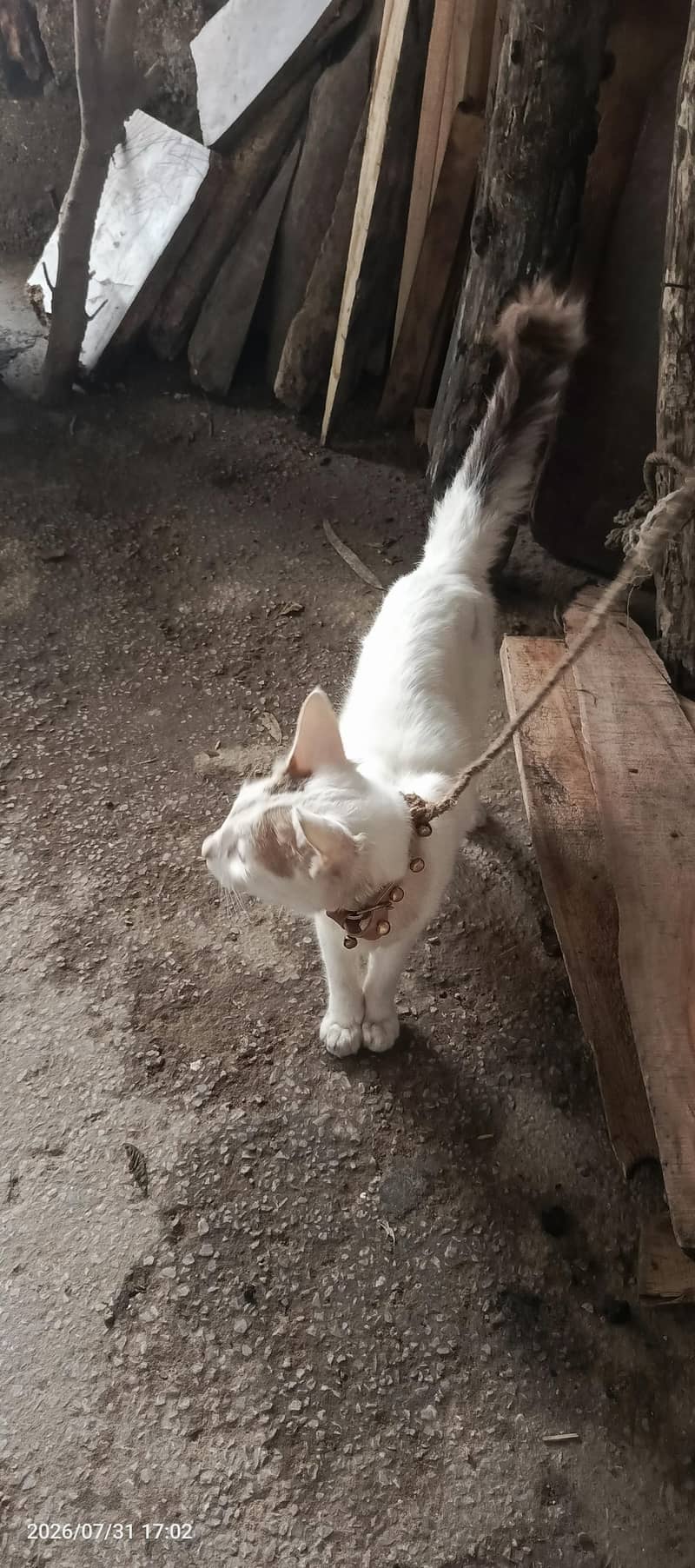 cal cat 0