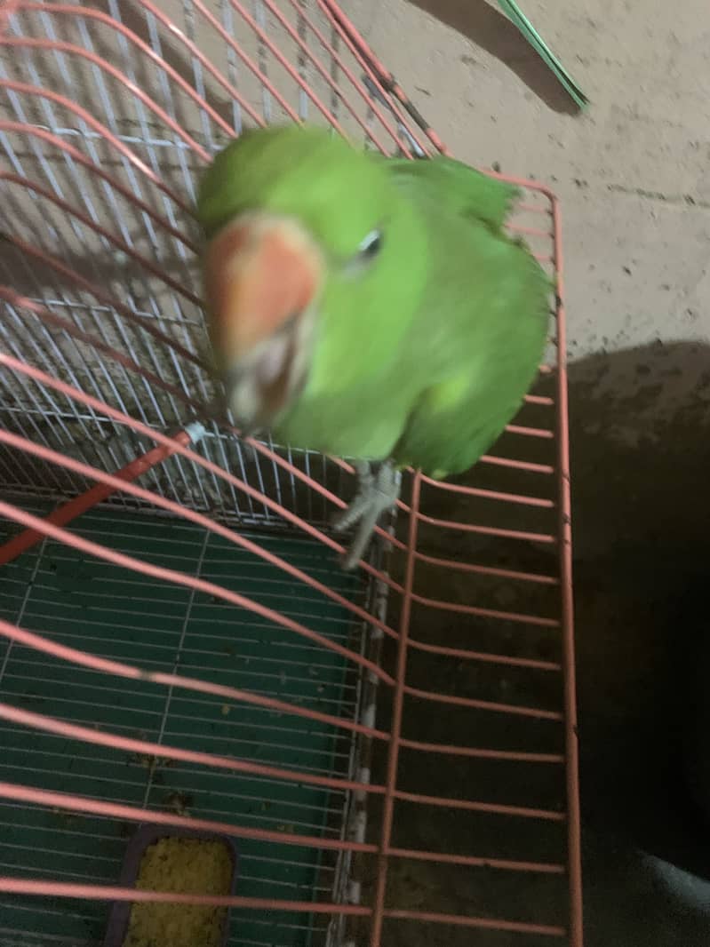 Ringnack parrot 0