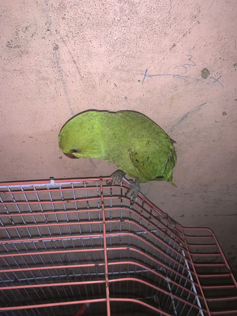 Ringnack parrot — photo 2