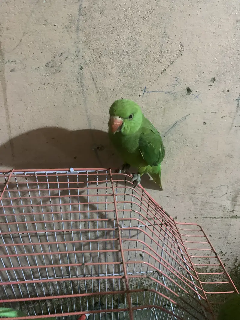 Ringnack parrot — photo 3