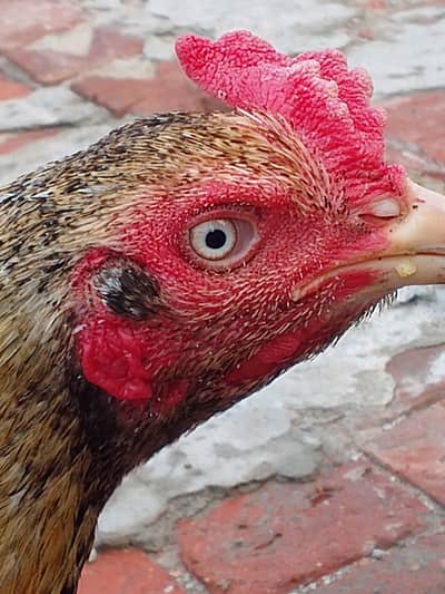 aseel miyanwalii breed