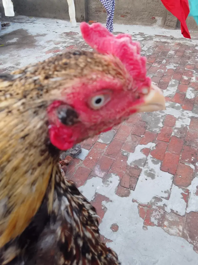 aseel miyanwalii breed — photo 2
