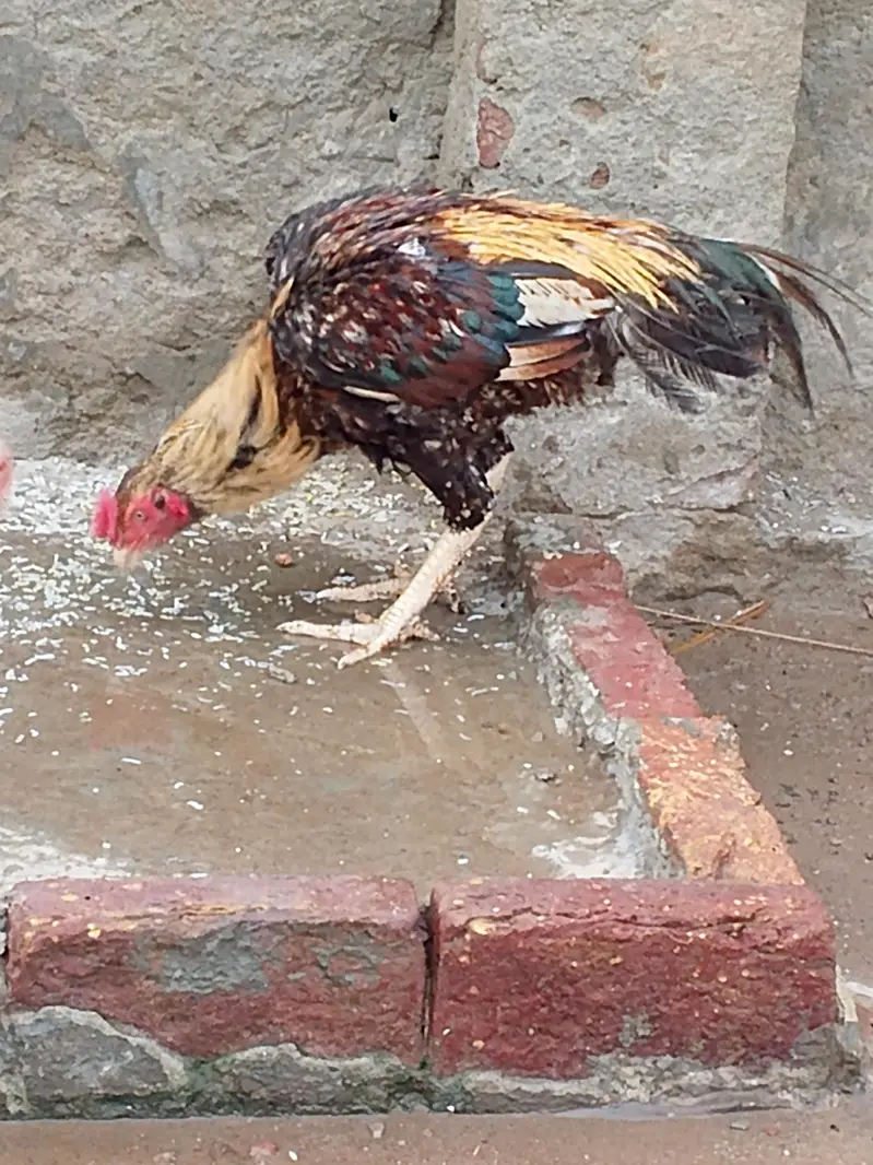 aseel miyanwalii breed — photo 3