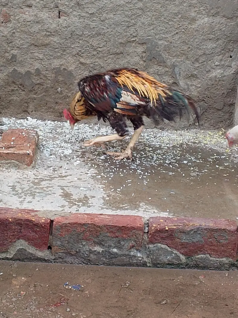 aseel miyanwalii breed — photo 4