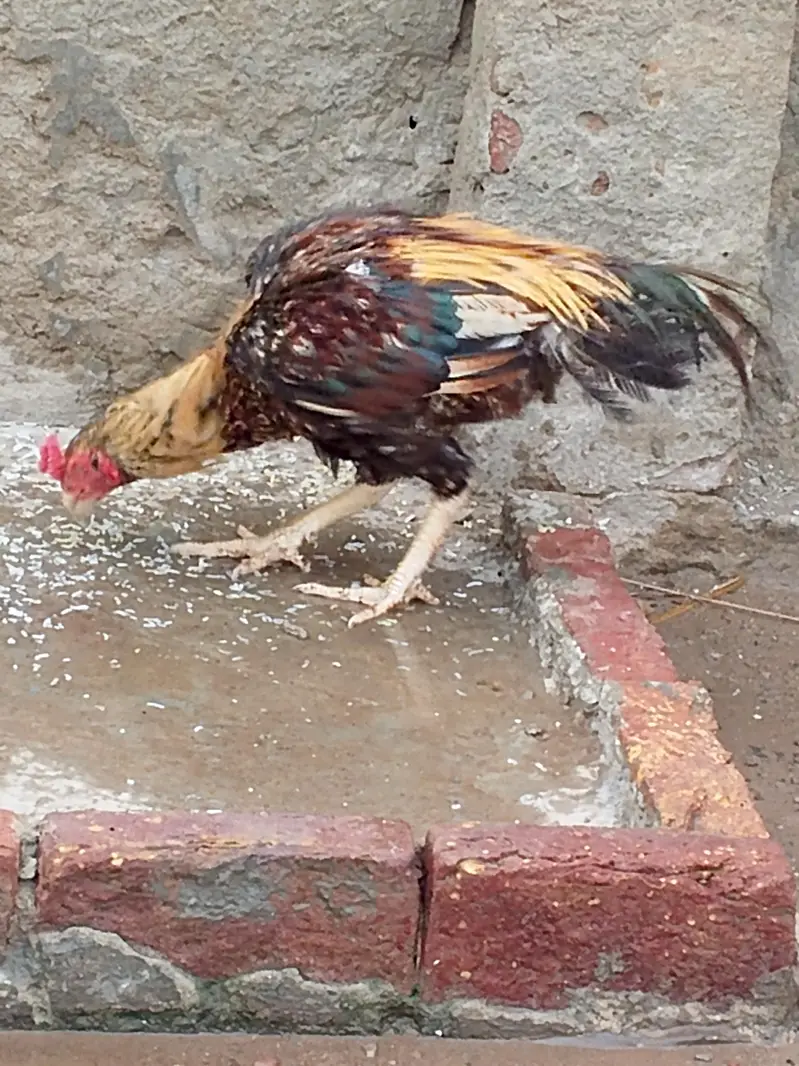 aseel miyanwalii breed — photo 5