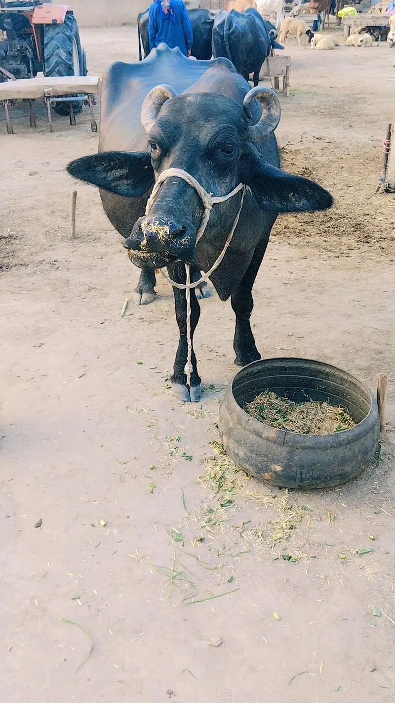 10سے 15دن سونے میں لے گی — photo 2