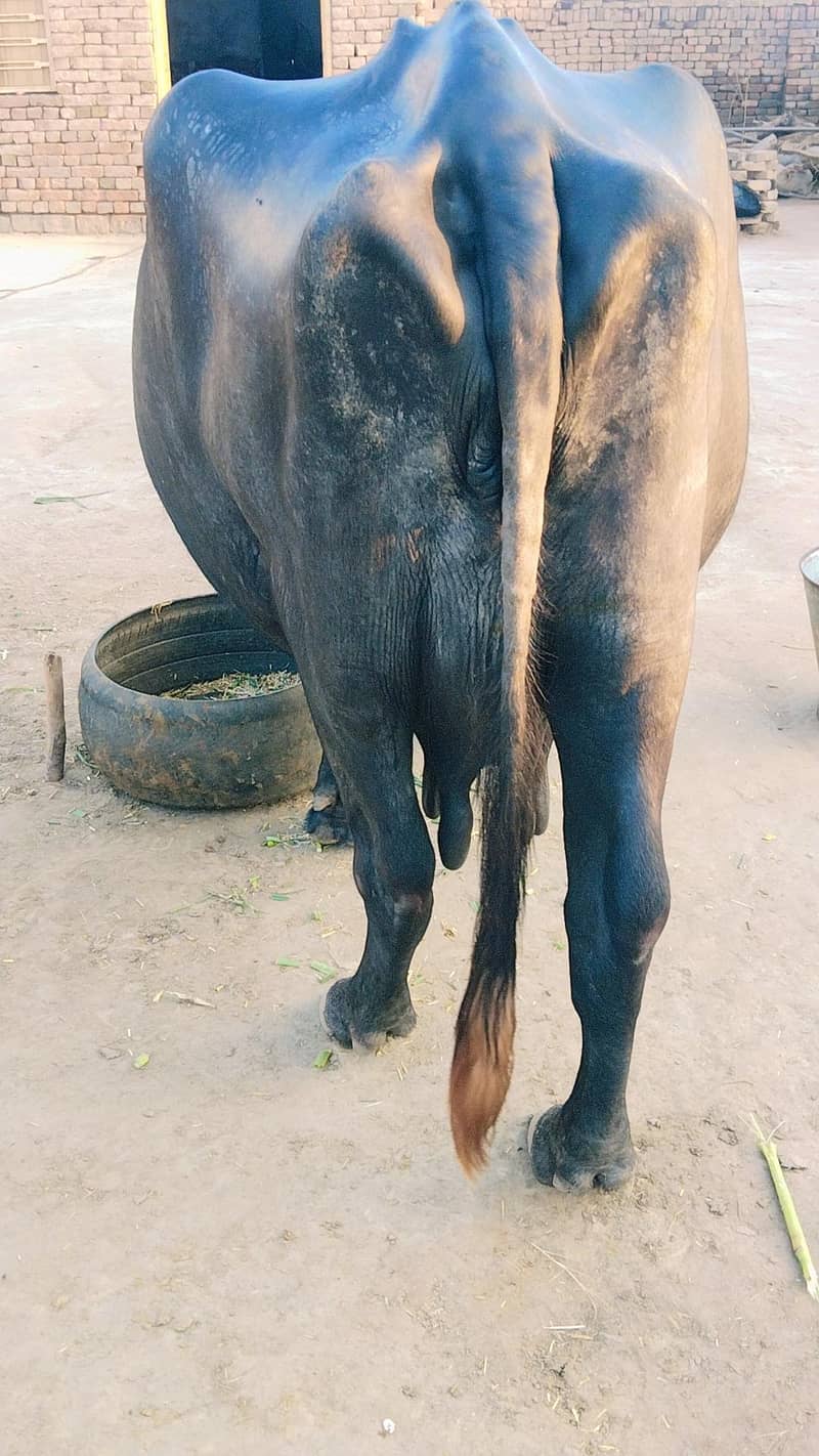 10سے 15دن سونے میں لے گی 2