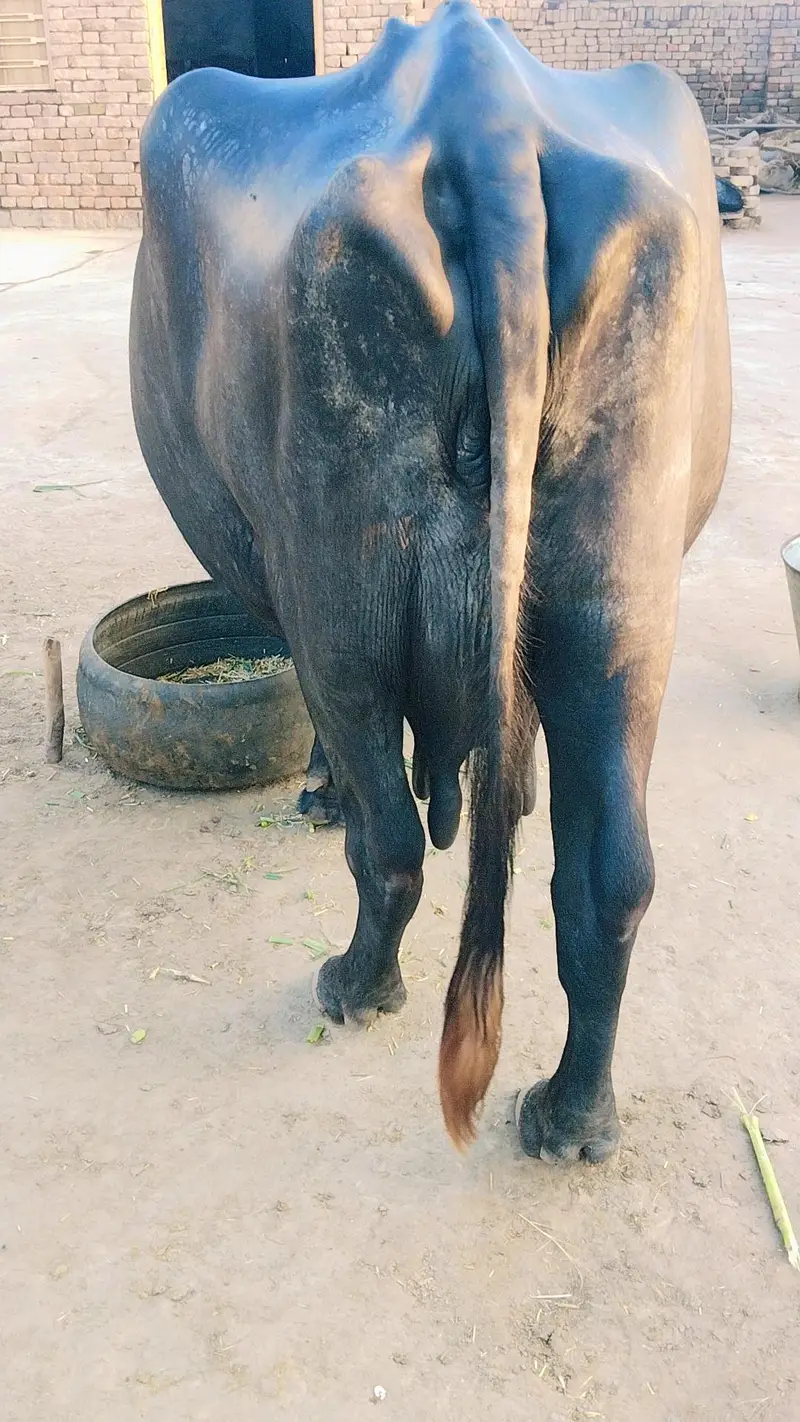 10سے 15دن سونے میں لے گی — photo 3