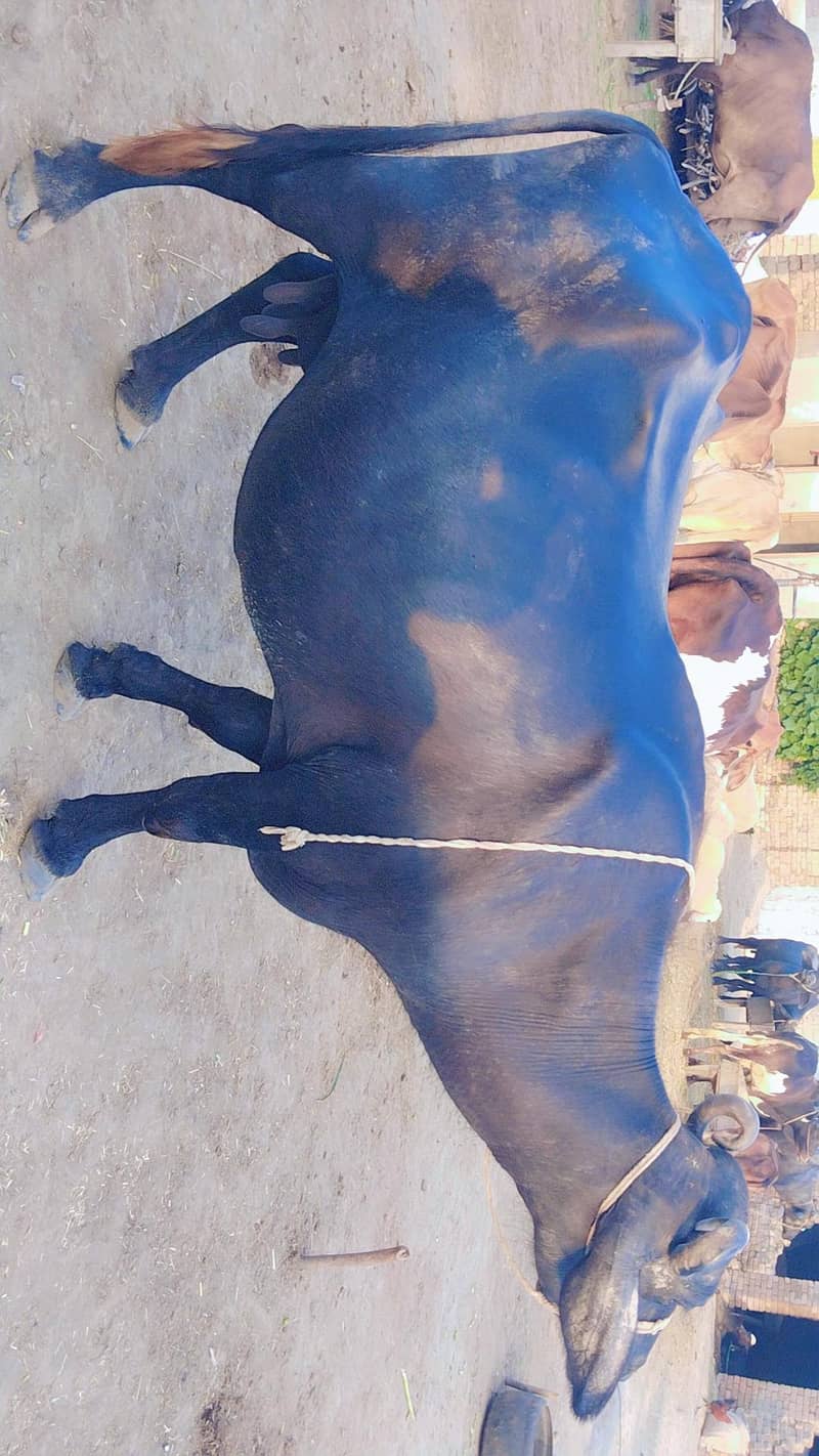 10سے 15دن سونے میں لے گی 3