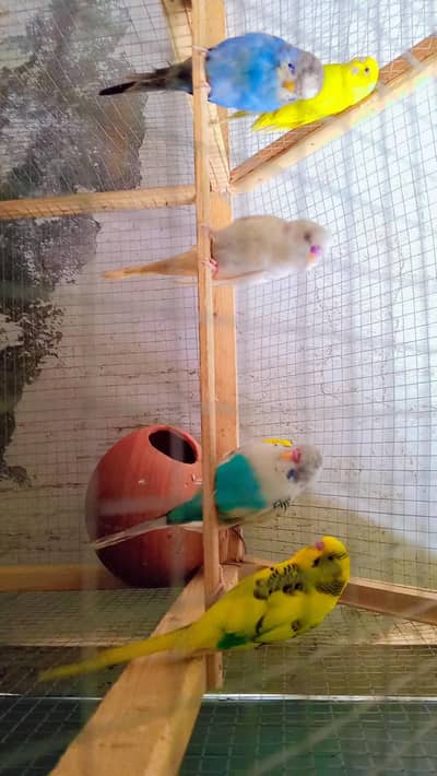 3 pairs Budgies for sale