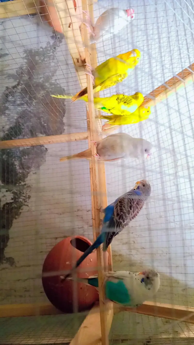 3 pairs Budgies for sale — photo 2