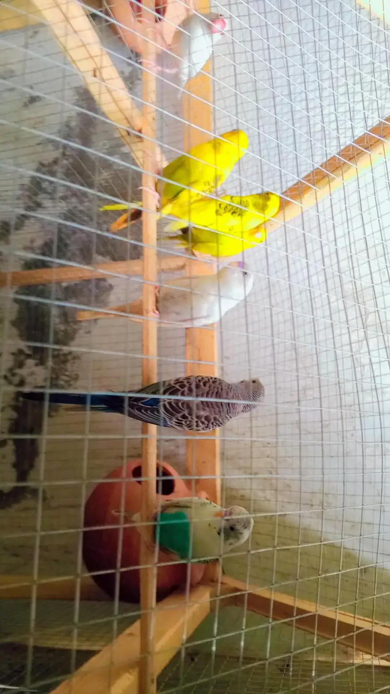3 pairs Budgies for sale — photo 3