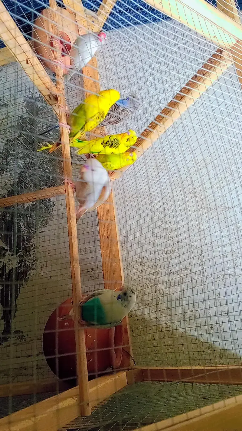 3 pairs Budgies for sale — photo 4