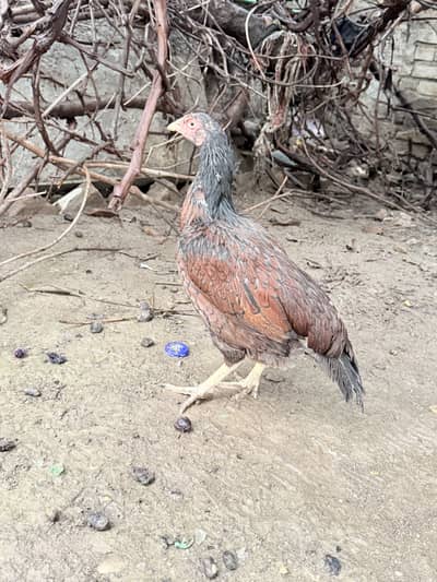 Mianwali Aseel murghi for sale