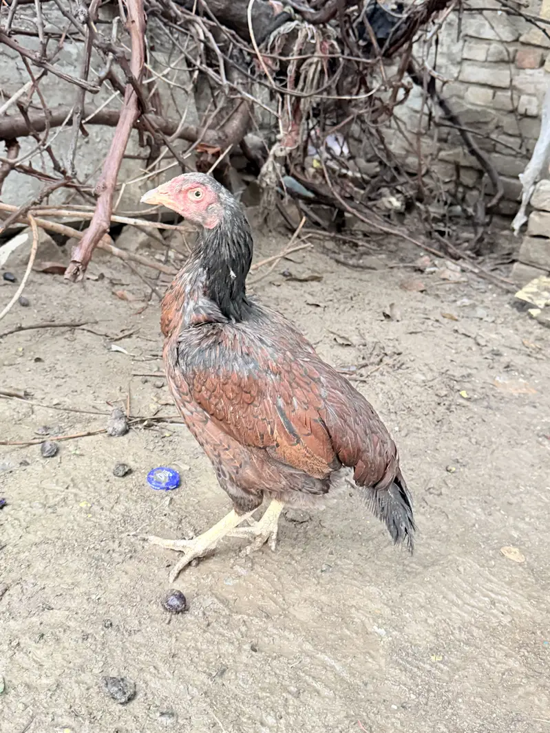 Mianwali Aseel murghi for sale — photo 2