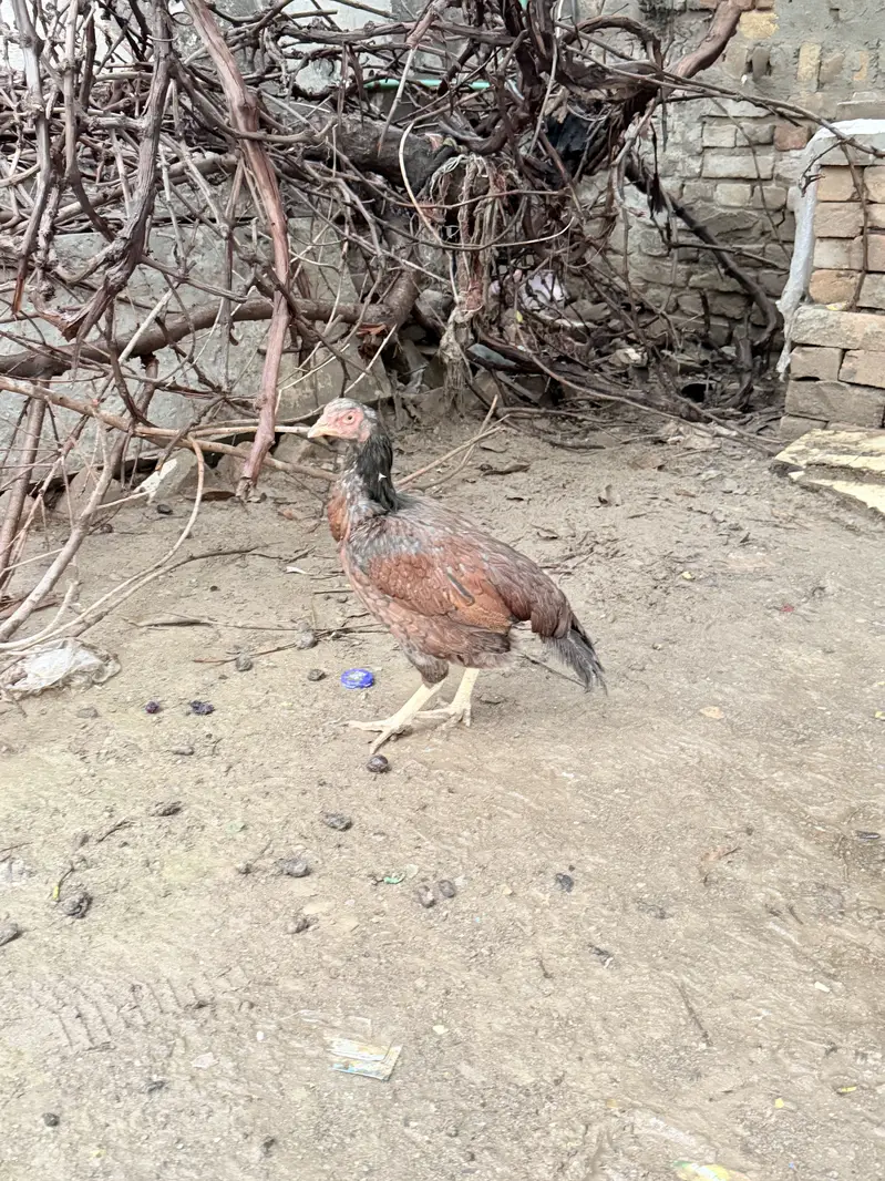Mianwali Aseel murghi for sale — photo 3