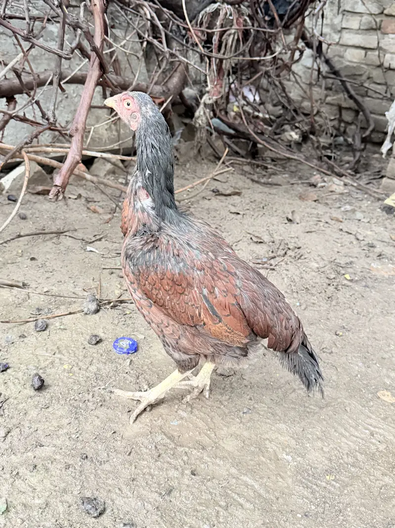 Mianwali Aseel murghi for sale — photo 4
