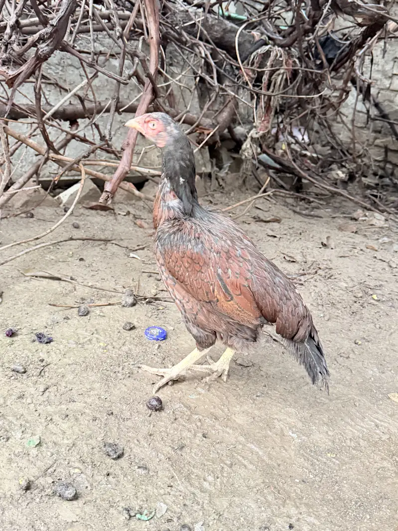 Mianwali Aseel murghi for sale — photo 6