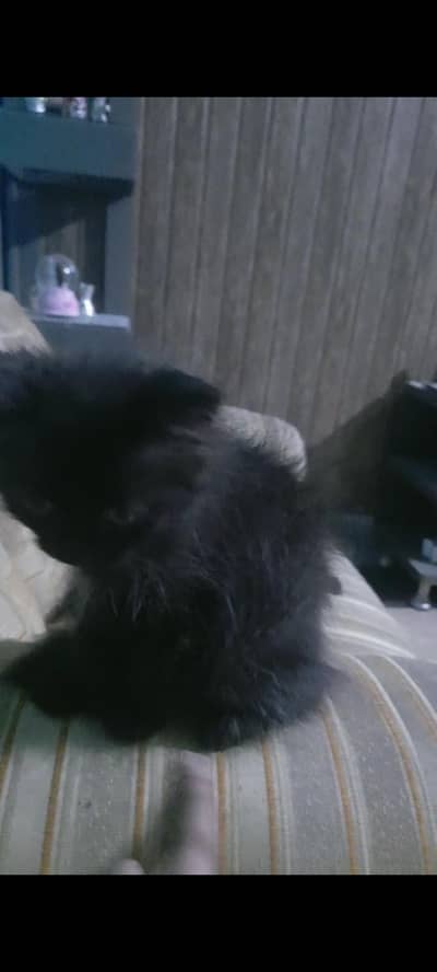 Jet black male for sale