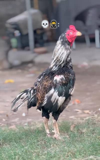 Aseel murga breeder