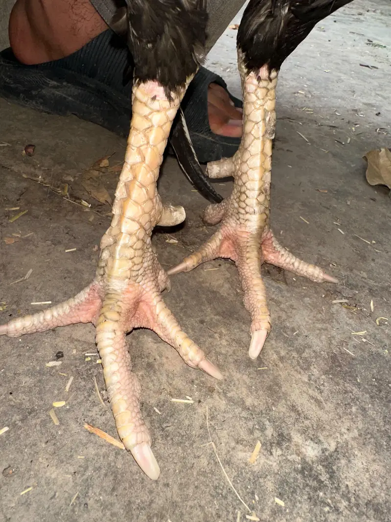 Aseel murga breeder — photo 2